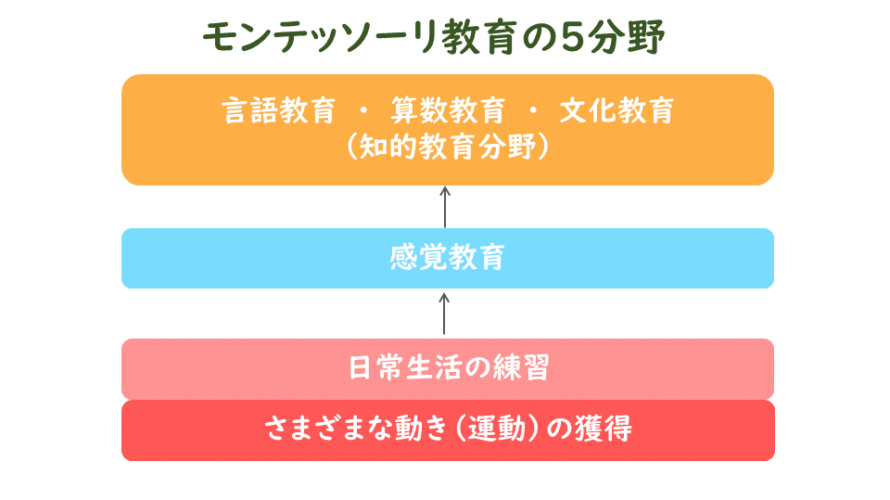 モンテッソーリ教育の五分野│モンテッソーリほいくのたね