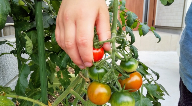 トマトの栽培